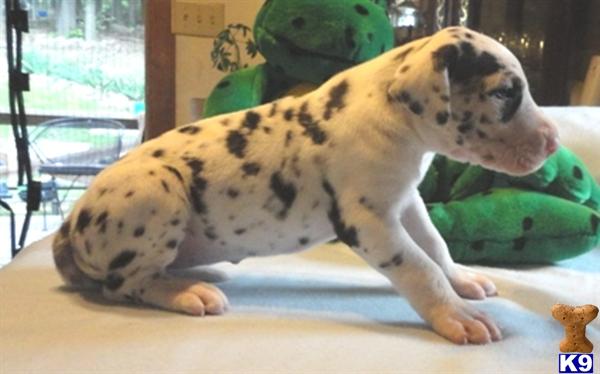 Puppies in Ava